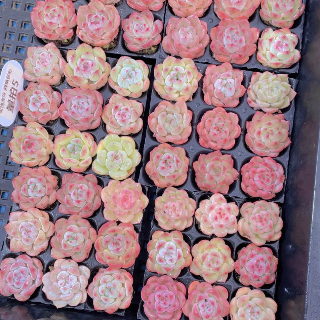 量拍5号果冻白桃汽水组合九个