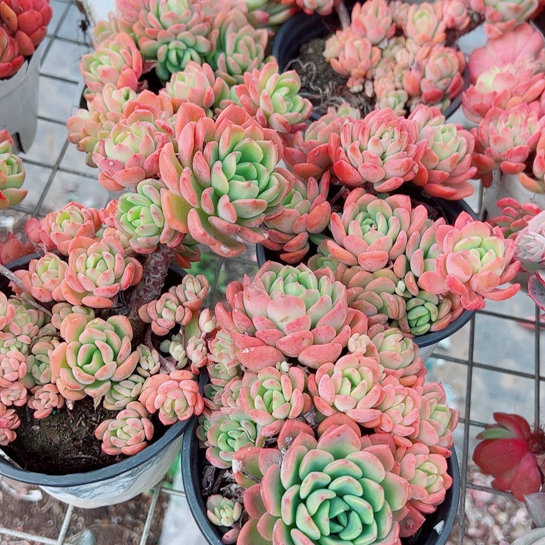 芬达多头造型精品特价二盆