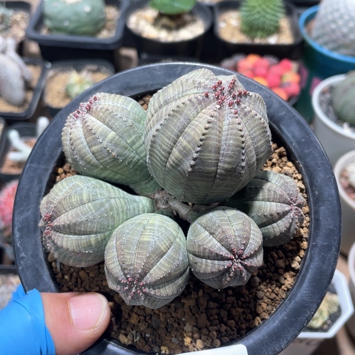 571大布纹球整群