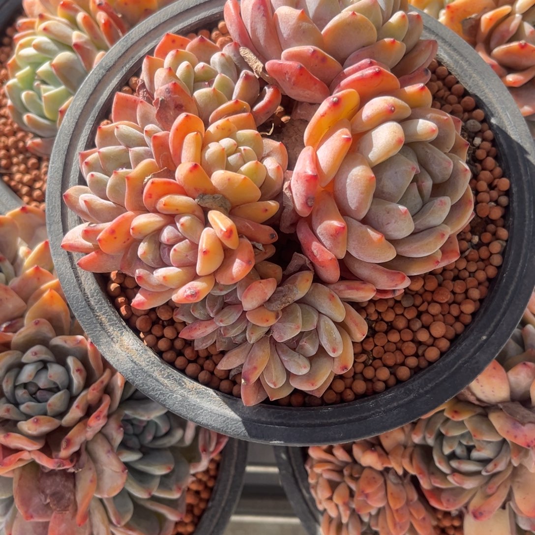 蔡***蔡星颖群生一物一拍