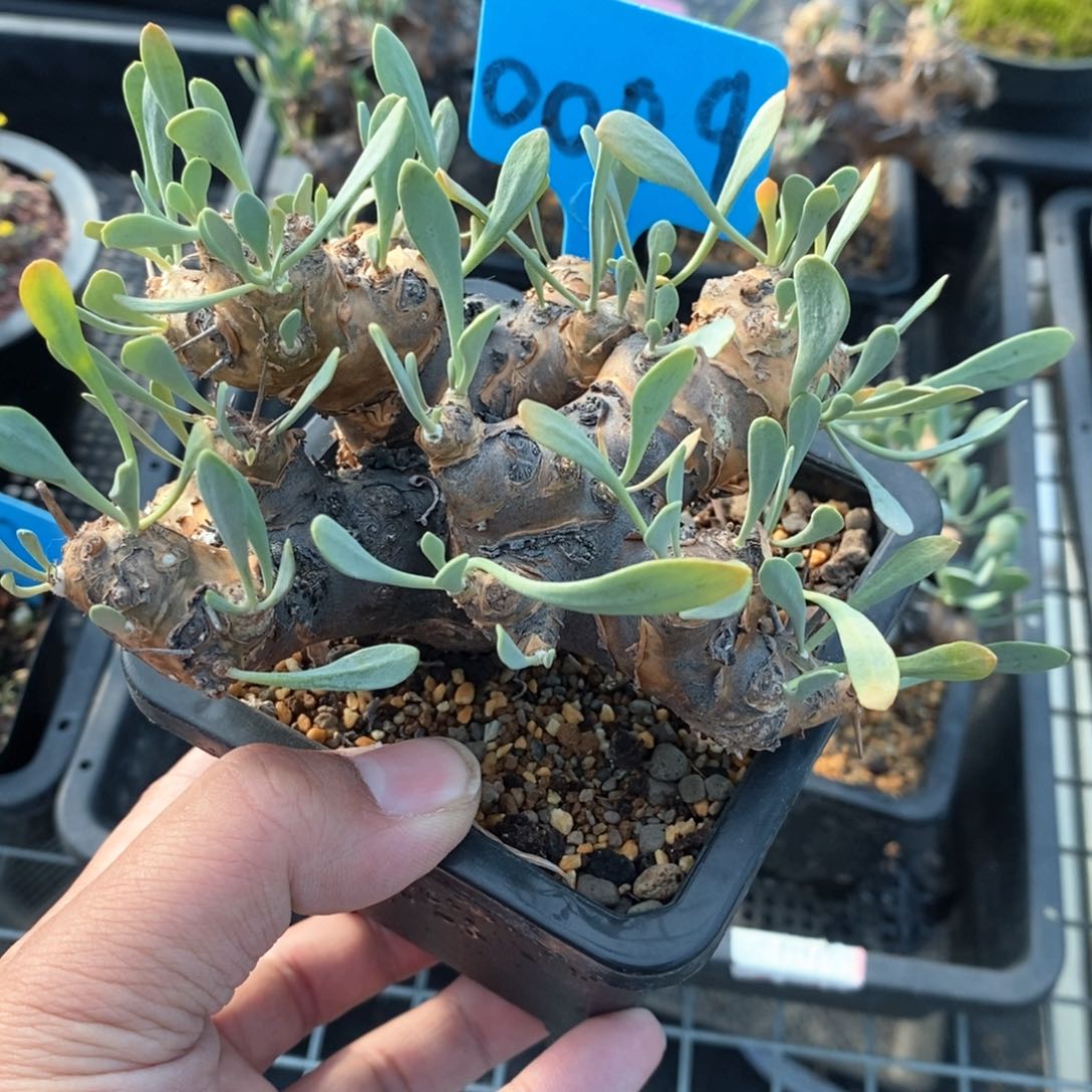 刺烛厚敦菊多肉植物