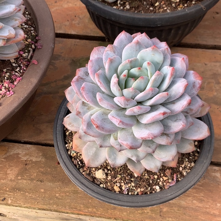 美肉特价活动开始啦