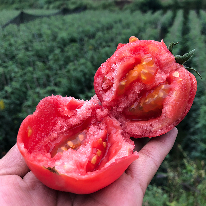 【枝上熟番茄】现摘攀枝花生吃沙瓤西红柿露天种植3斤5斤