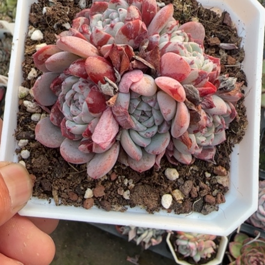 353拉皮多肉植物多