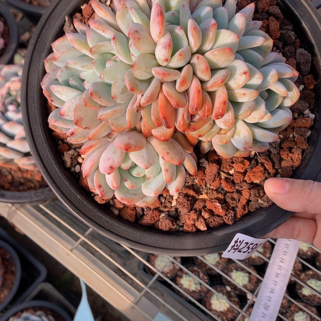 2599朵朵八头一个小时终于能够