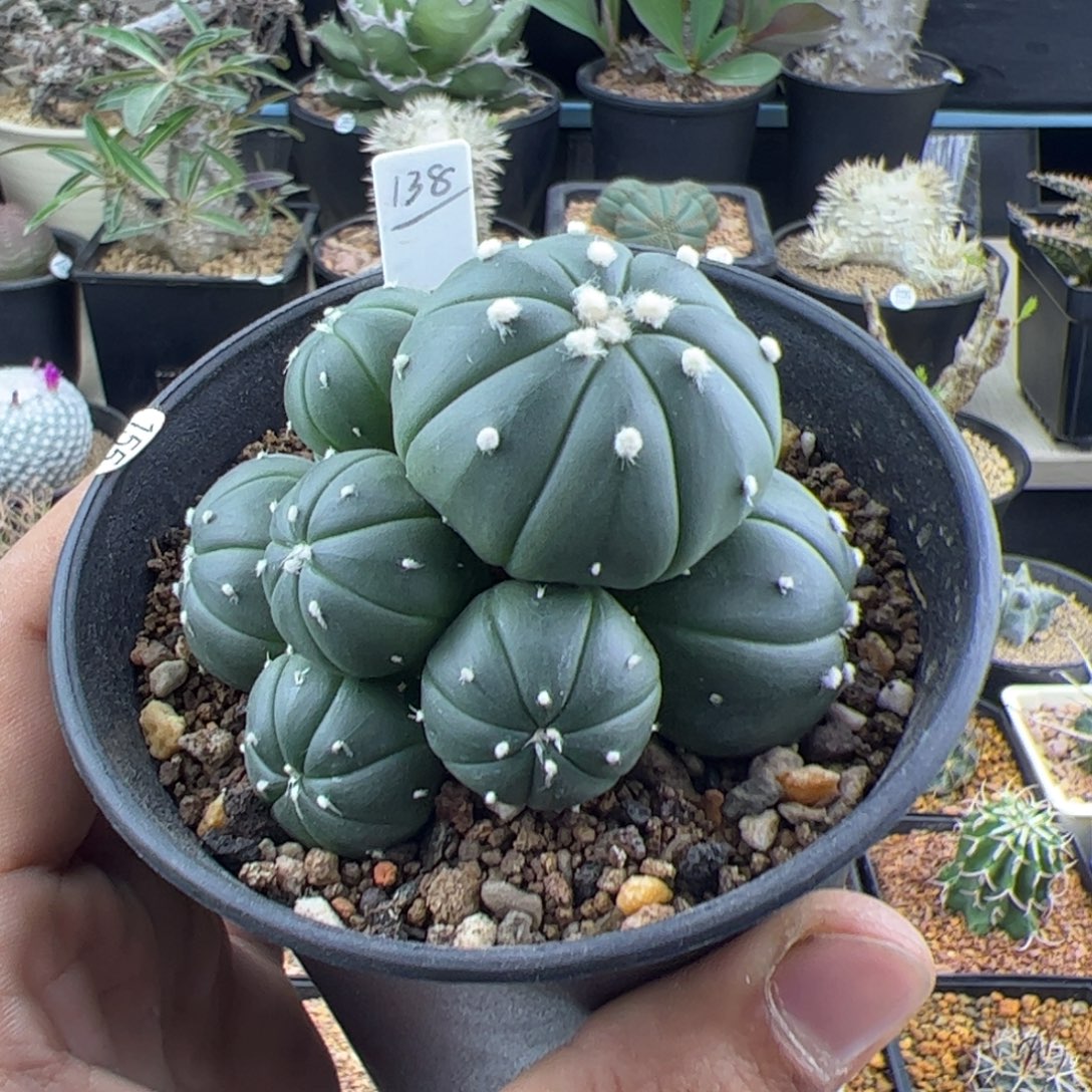 实生兜群一物一拍155