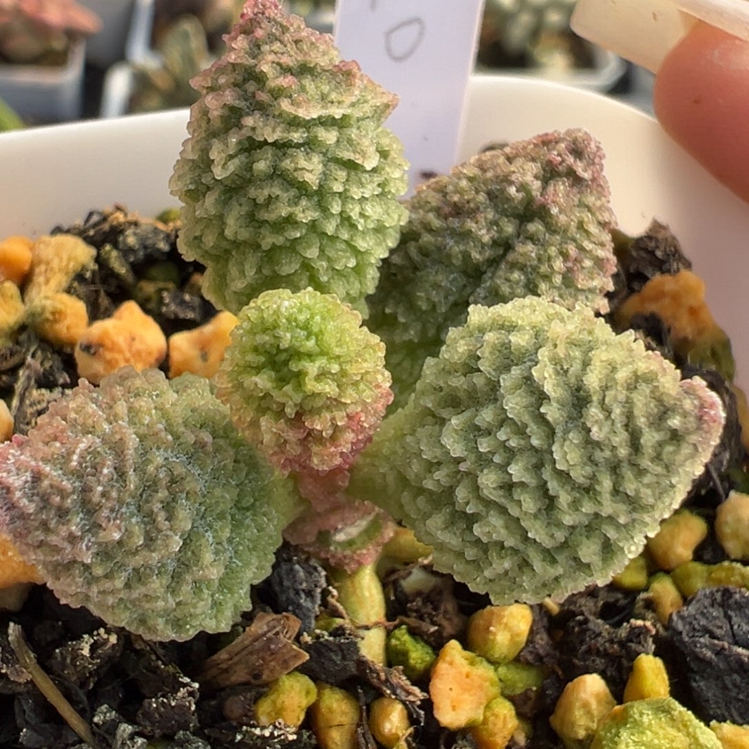 47螺旋纹实生新品