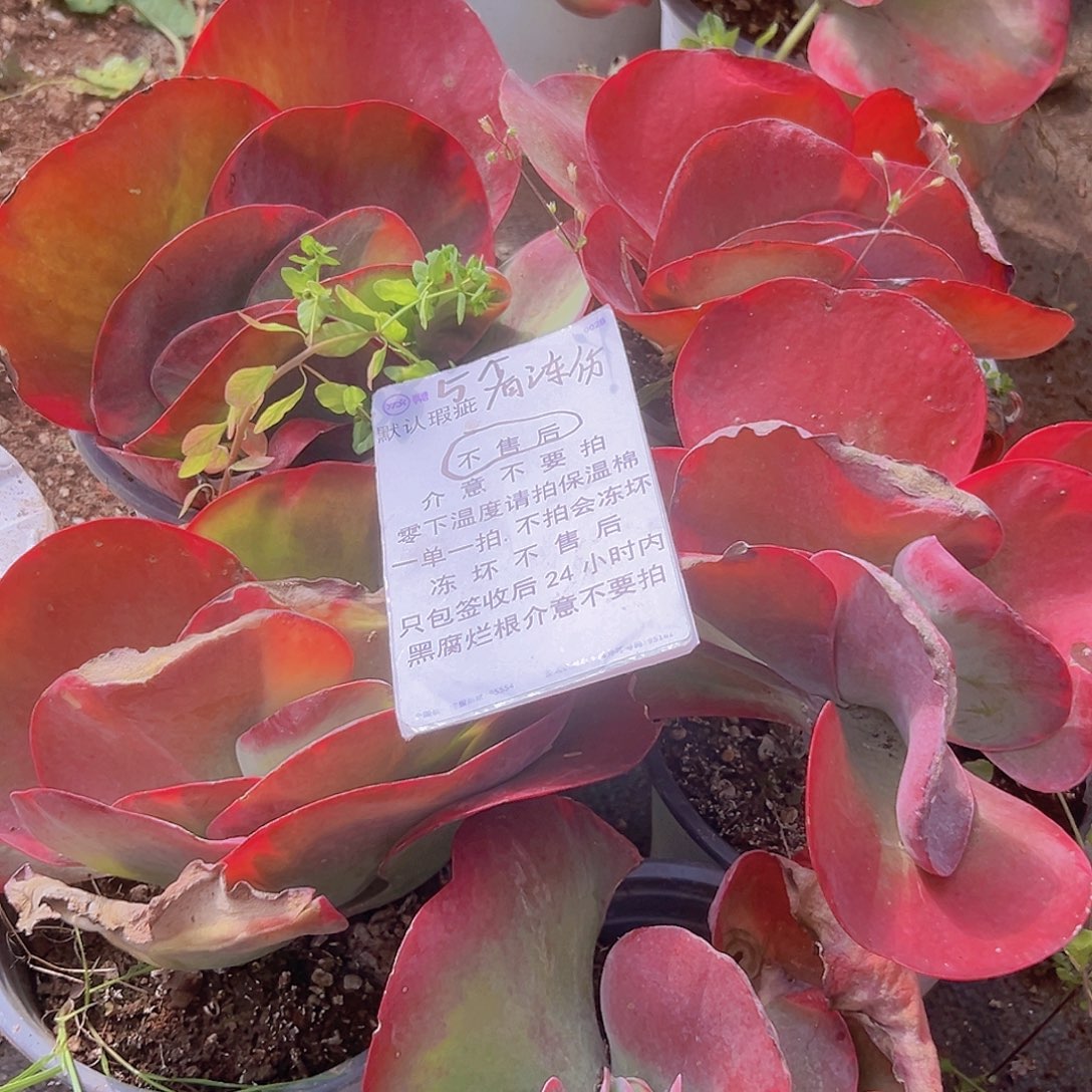 唐印5个有冻伤脱土发