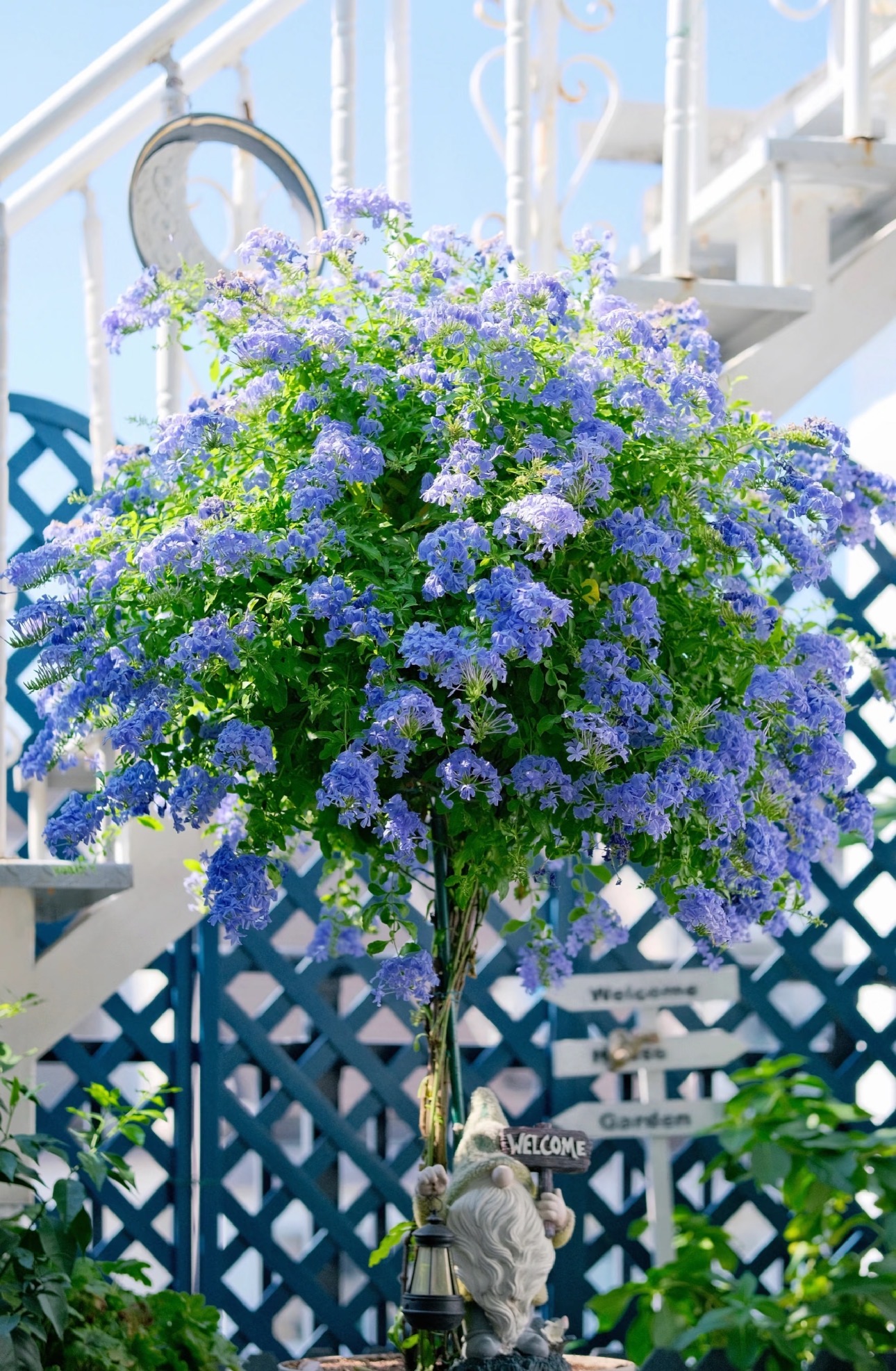 【加大加高80-1米1】蓝雪花棒棒糖多支编枝粗杆带花苞带花发货