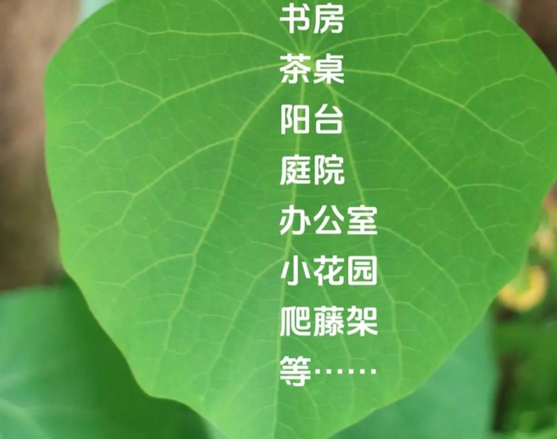 山乌龟直播链接【一物一拍】