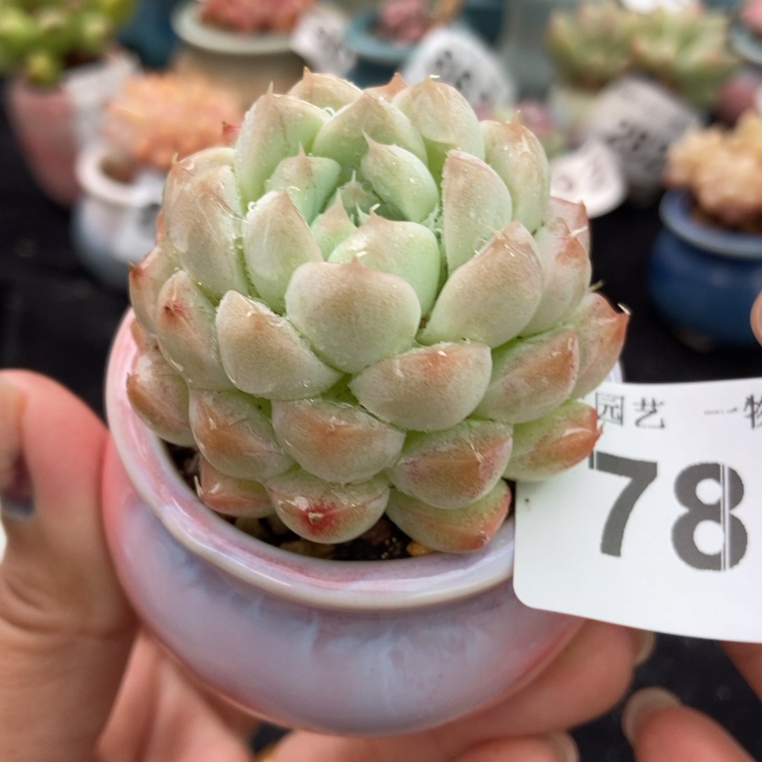 78粉眉带盆土发货1111
