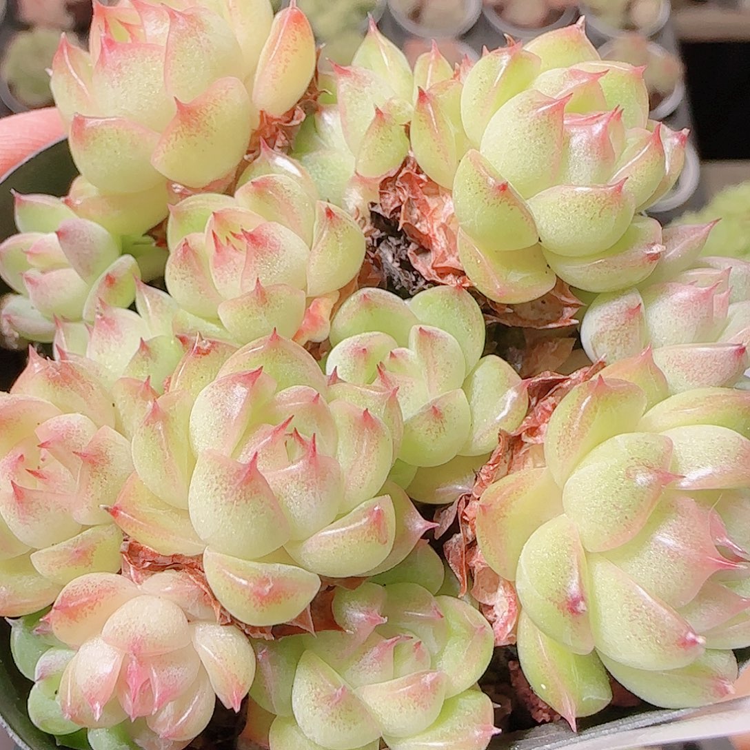 花语逸镜1122-183散