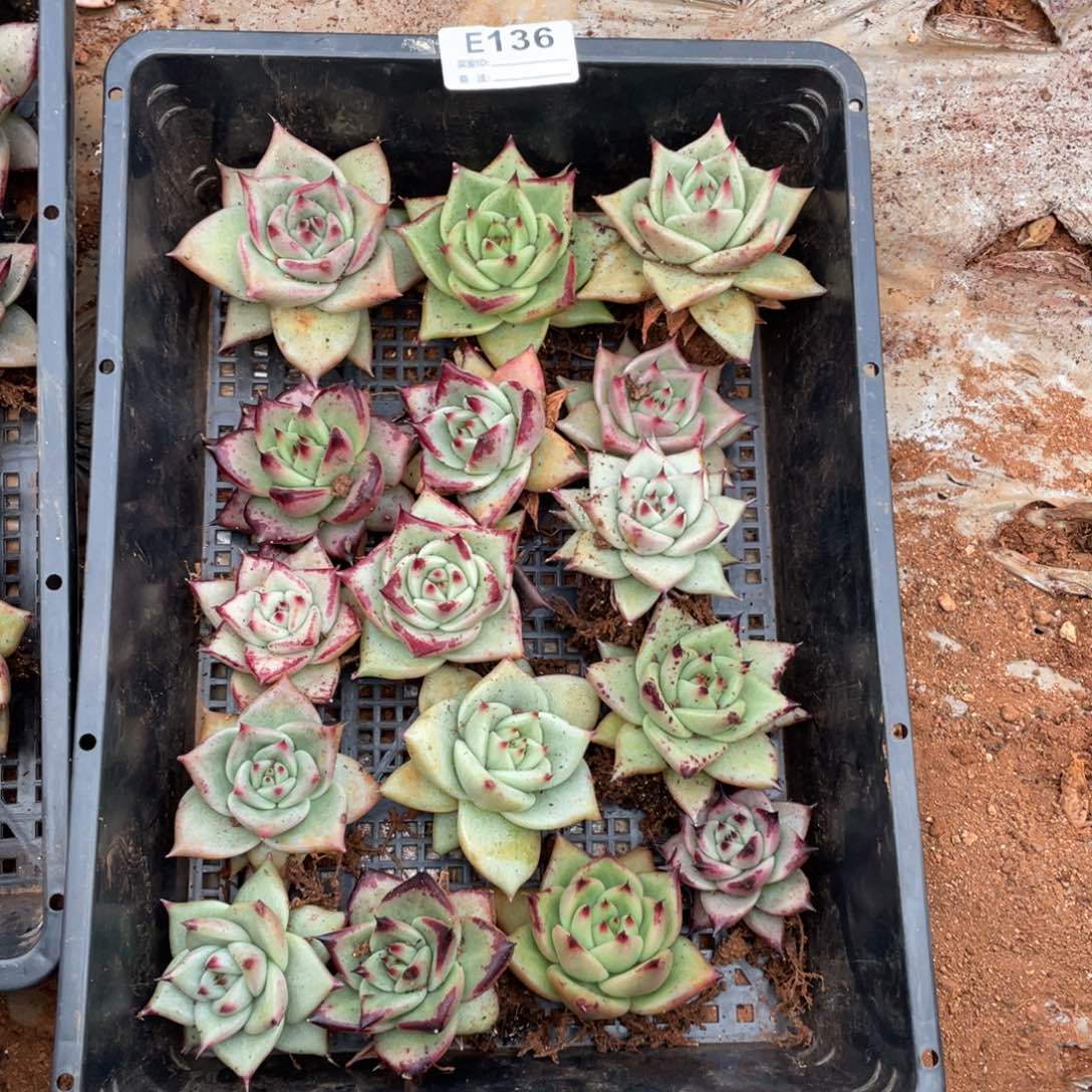 无花朵若如东云组拍E136