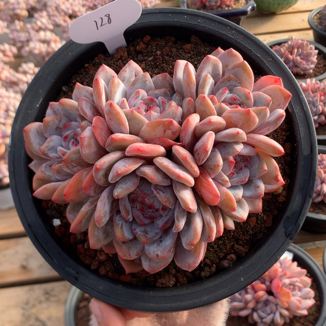 17厘米五头有砍星影  趴地 128