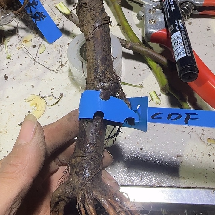 草莓奶油（CDF）瑕疵砧木不包活