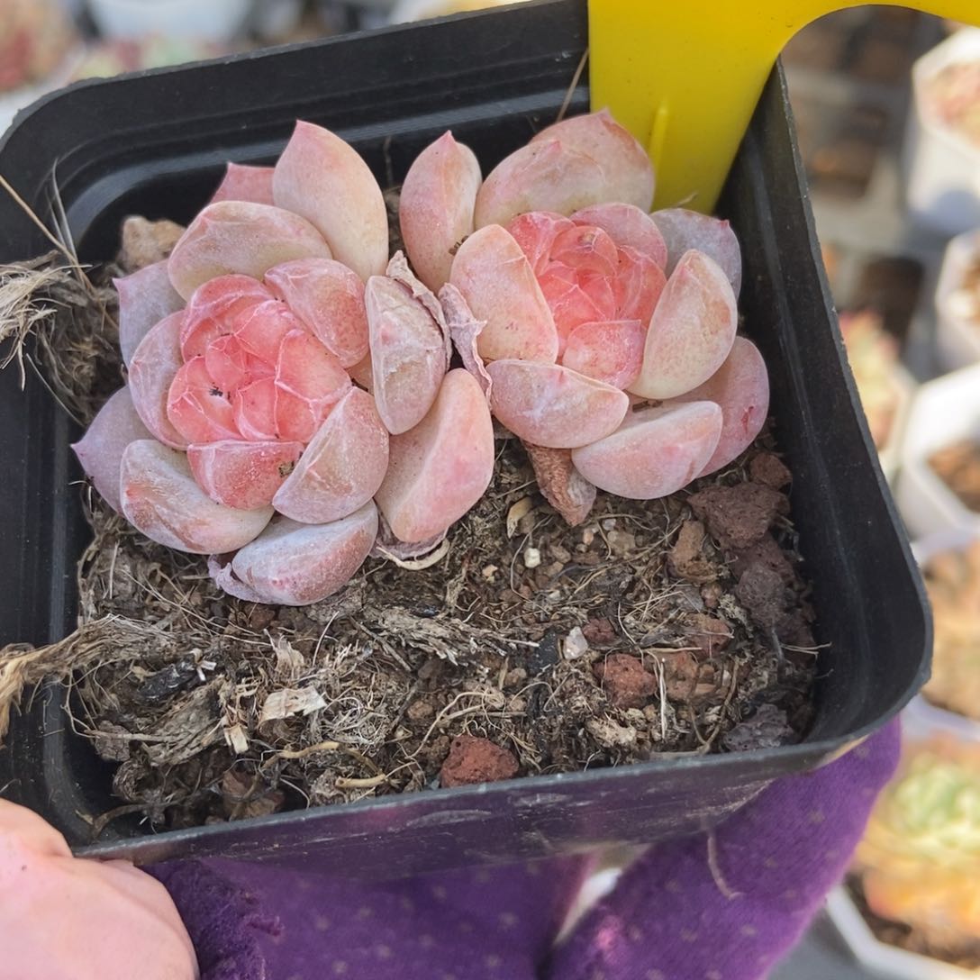 938冰魄多肉植物