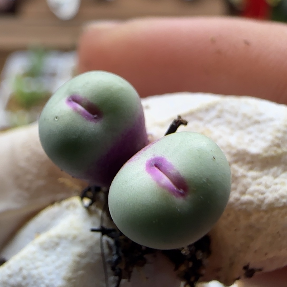 3-9-5-6-1当天满58包邮小型嘟嘟嘴0.8cm左右脱土