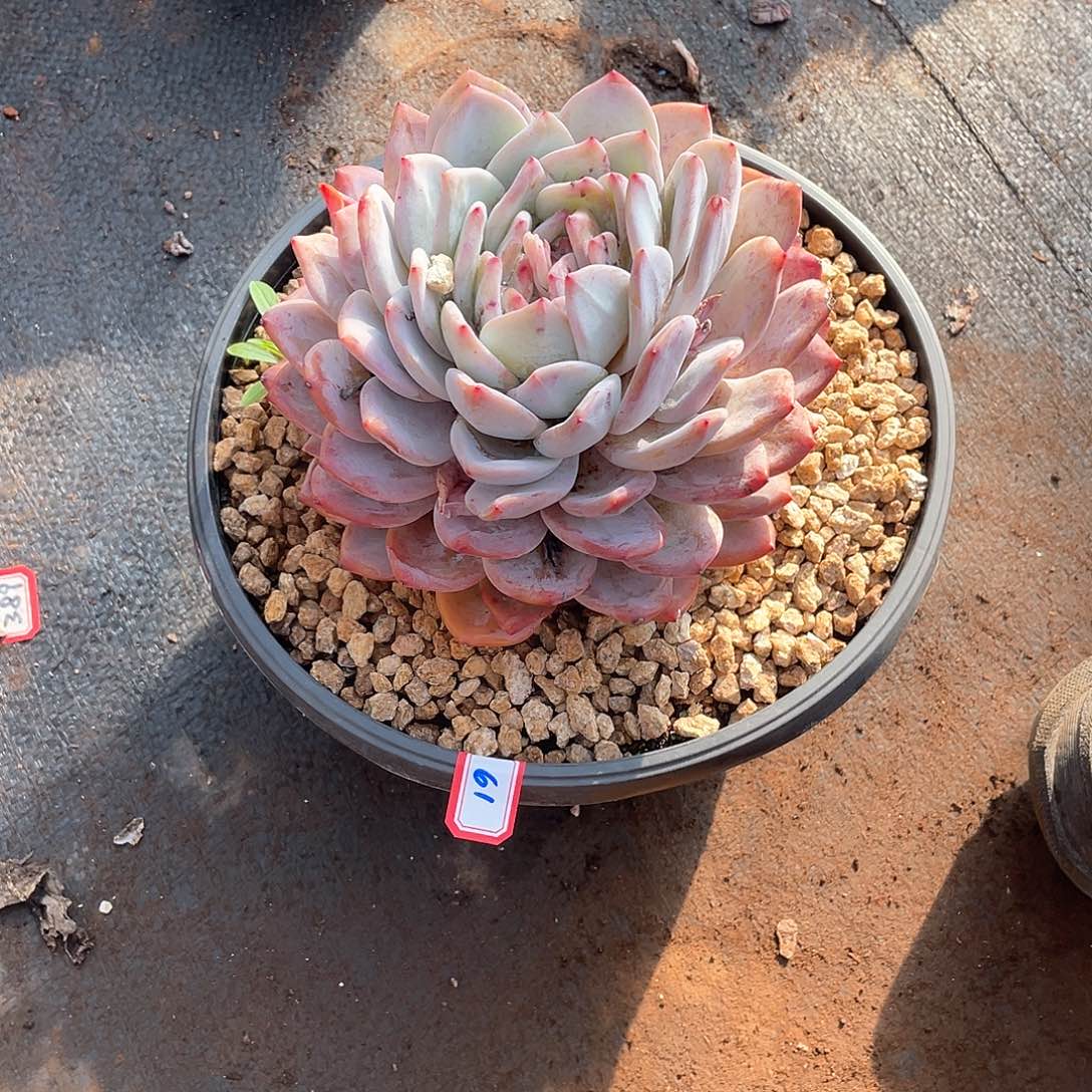 61橙子 一物一拍多肉