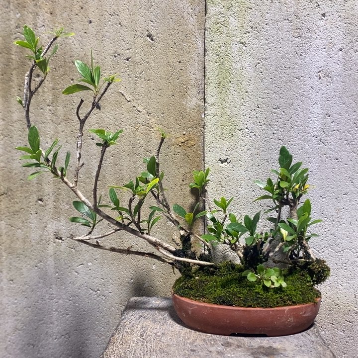 鑫***全以实际为准盆景绿植盆栽13