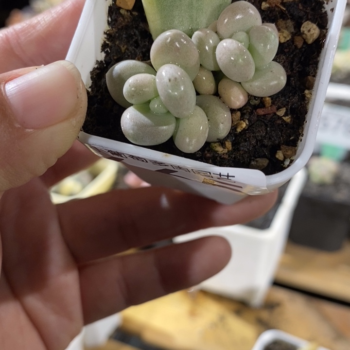 665橙雪球，带盆发啊啊啊啊锦基因