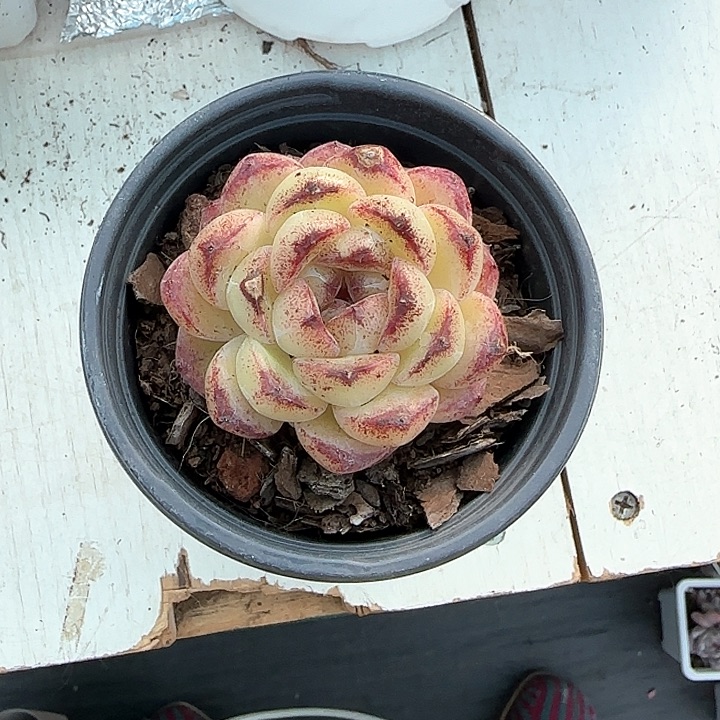 弥****云青蛙王子儿童牙膏111