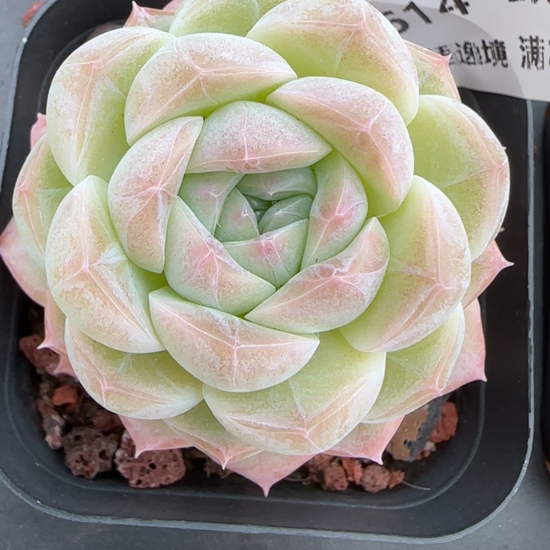 柒*?花语逸镜0214-614