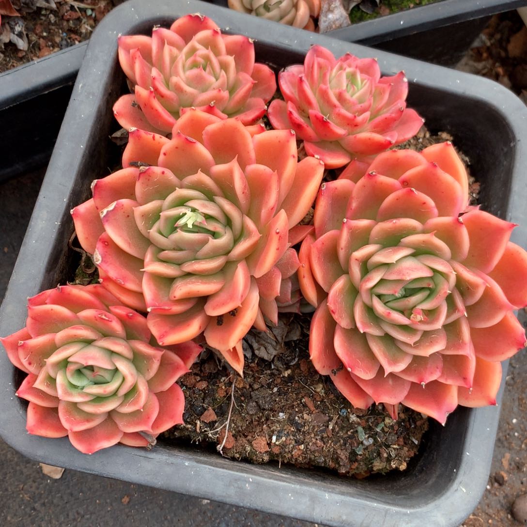 5999不包掉头整散特价处理