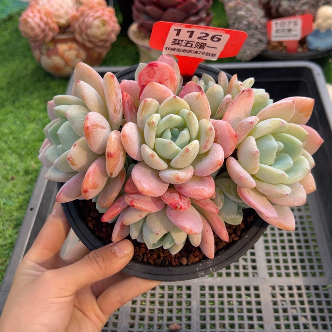 表妹精品多肉1126.