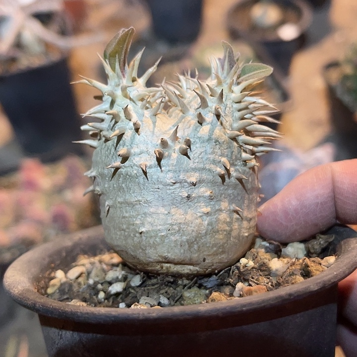 满38包邮2天凑单，脱土晾根发货多肉植物