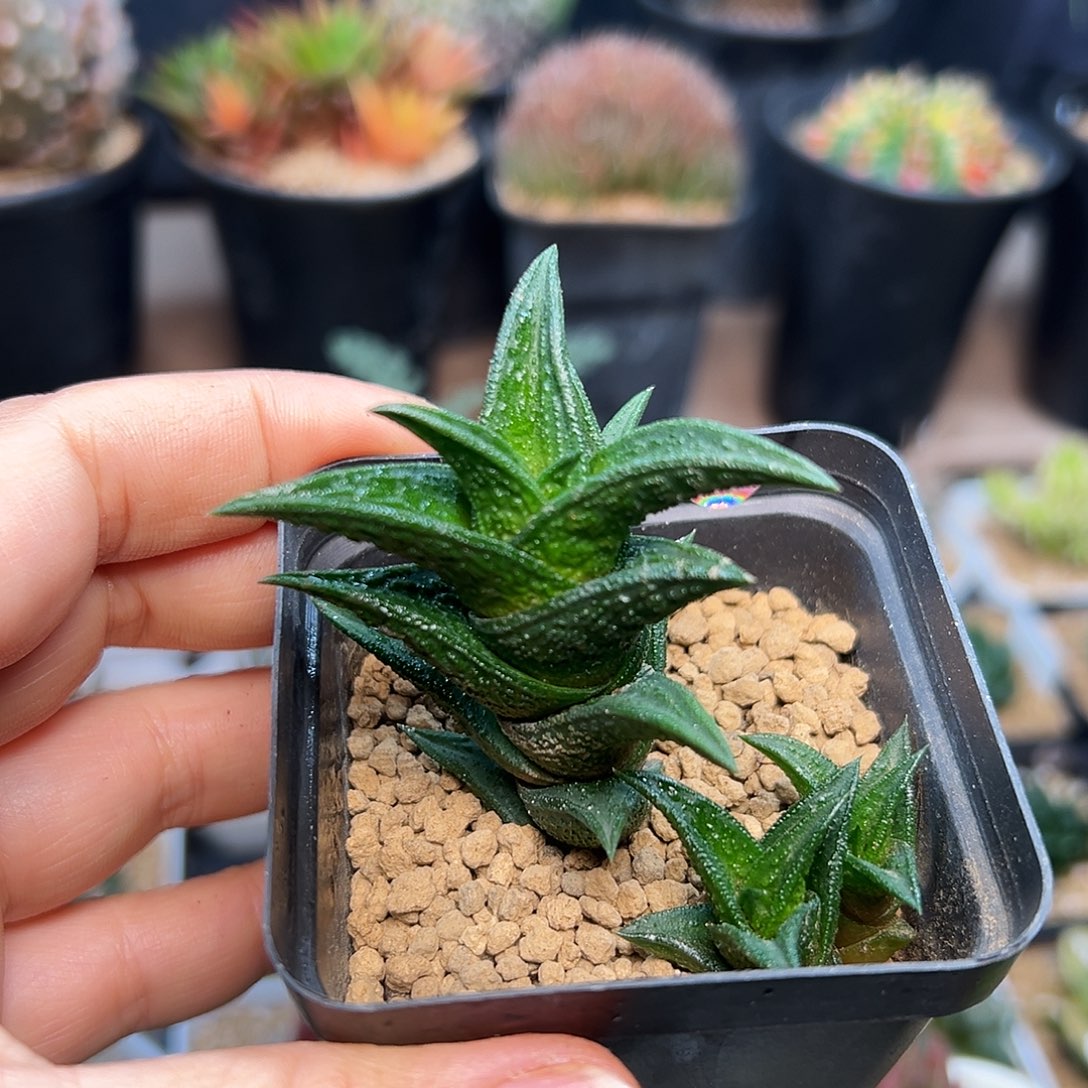 麦***极尼古拉母本群一颗