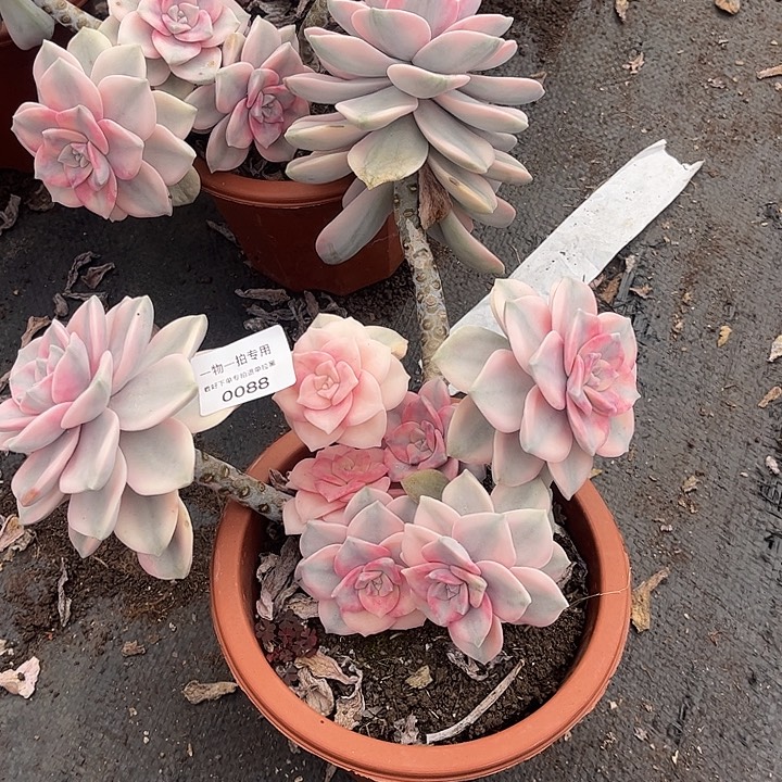 慵***啡紫乐锦大群，一物一拍