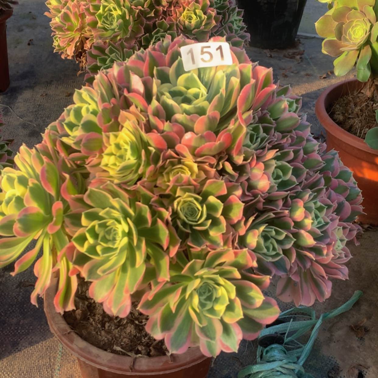 【闪购商品】151白凤