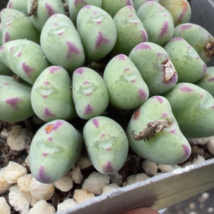 247号这颗多肉有点好看