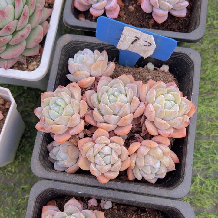 健健康康平平安安