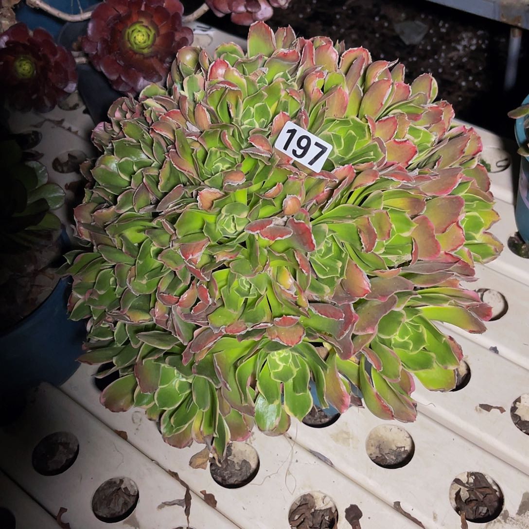 法师法师7/-10包邮法师