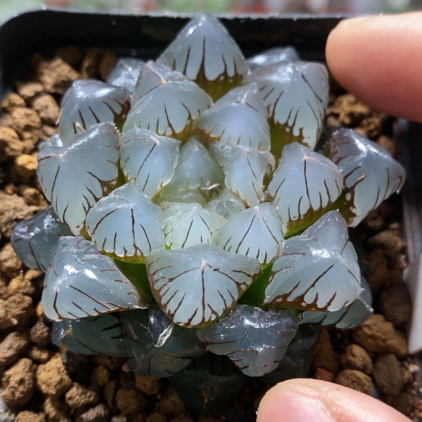 【闪购商品】158泰坦