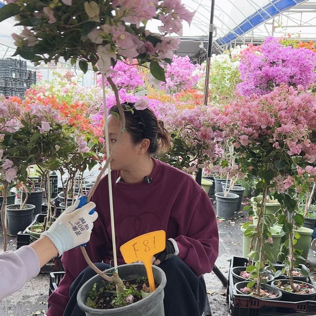 泥***5大部分花苞少量开放F81丽娜