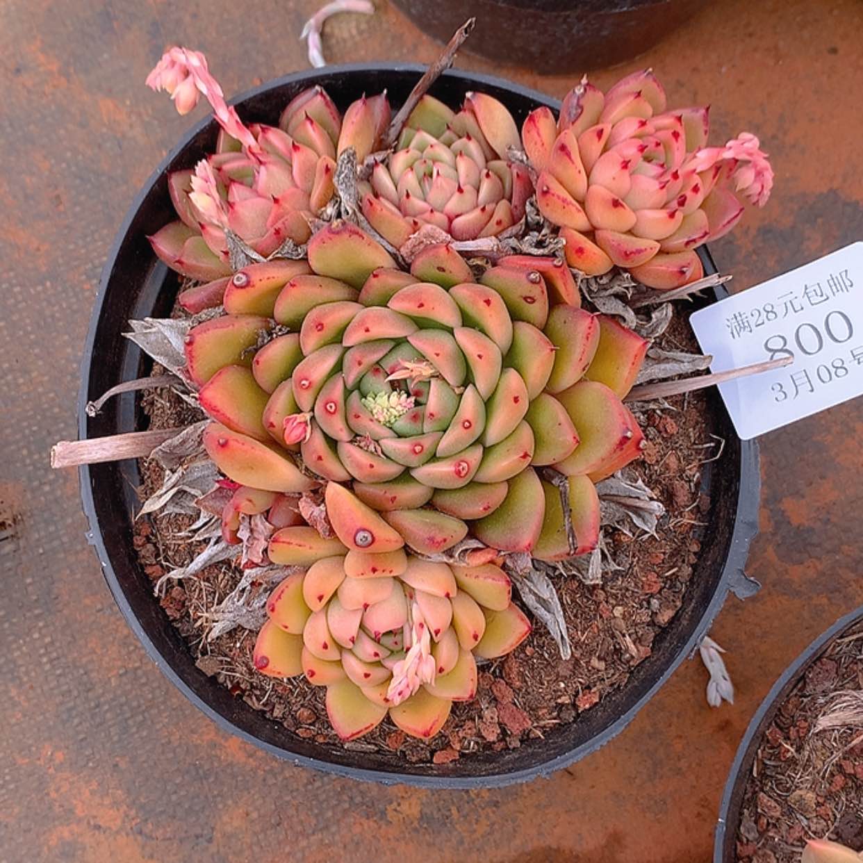 【闪购商品】云800