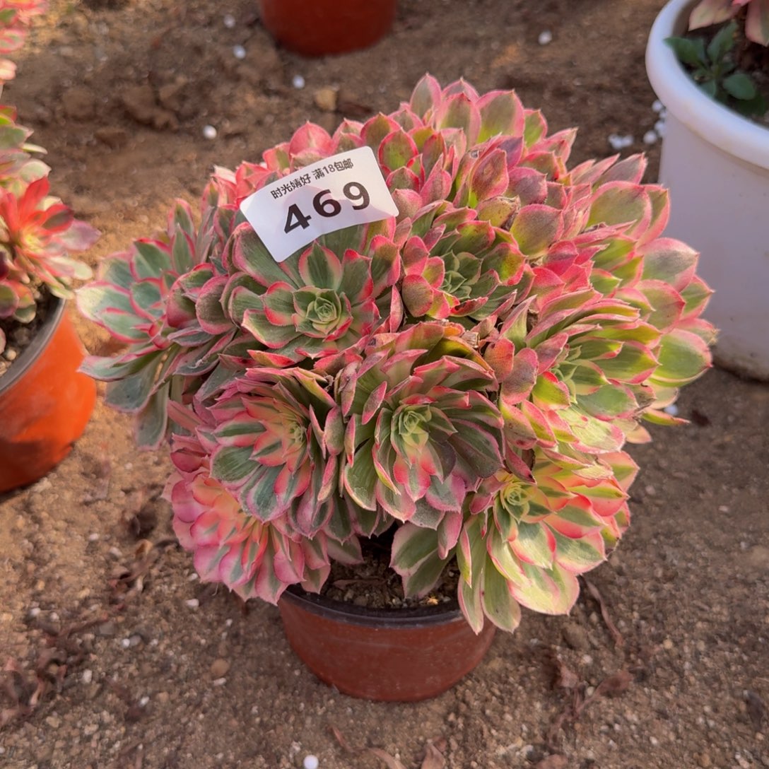 469玉芙蓉。多肉植物
