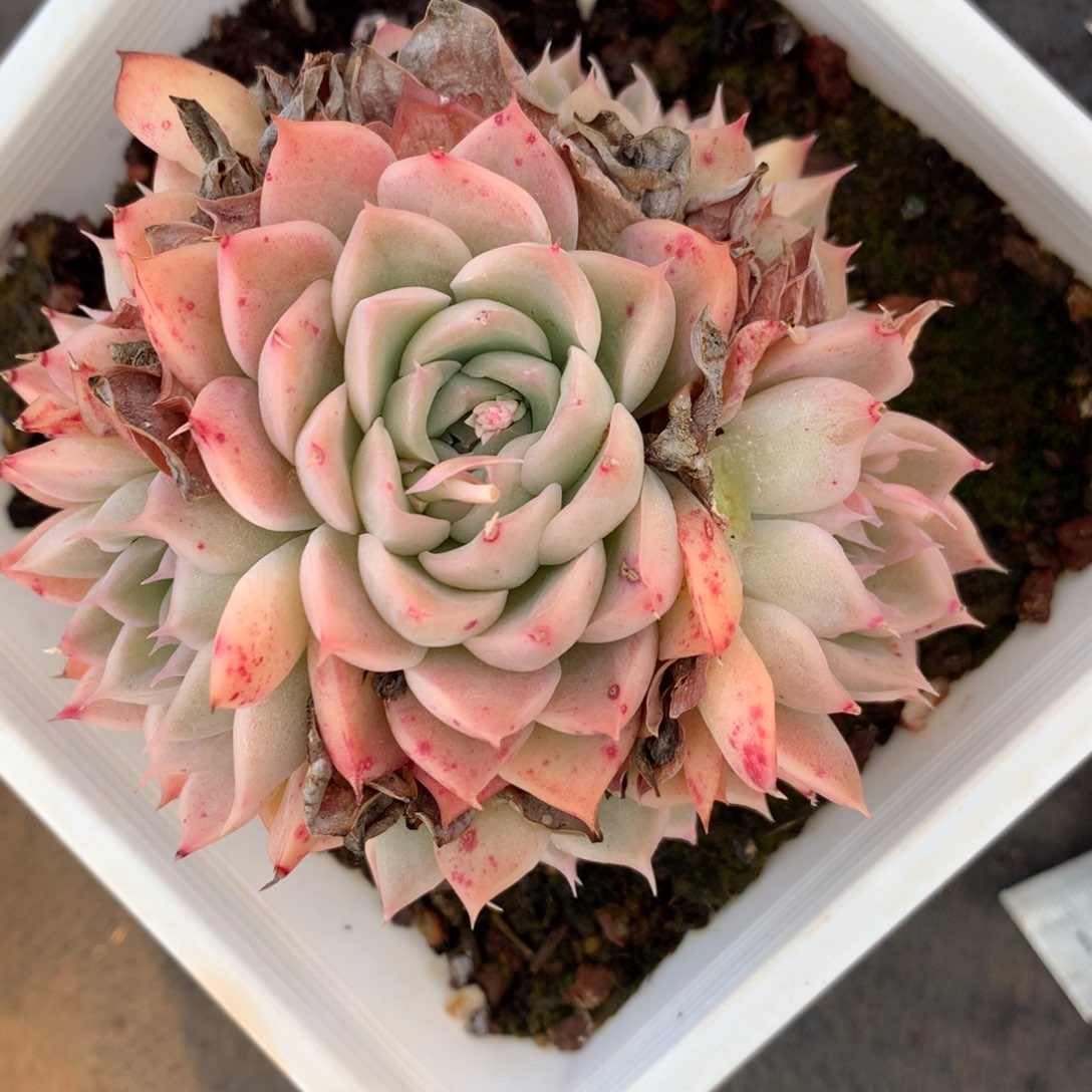 1335杂交精品基地8厘米