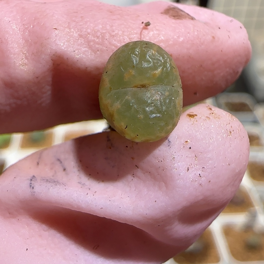 狐***恼肉锥多肉植物组合-爱心勋章1230