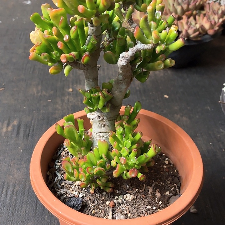 多肉植物，吸财树