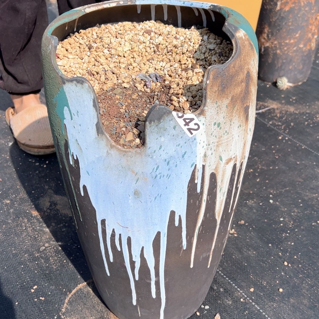 小***头342号多肉种上盆