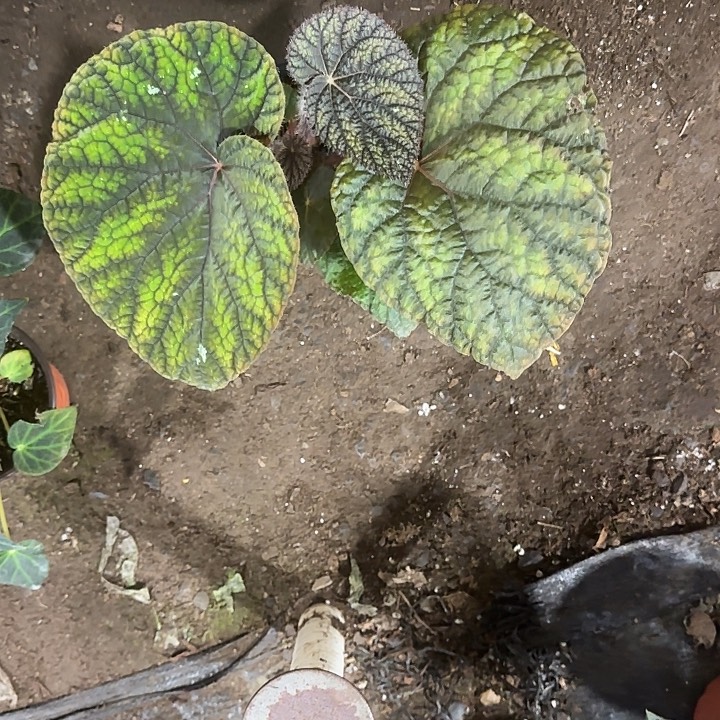 完全开放白尖秋海棠     