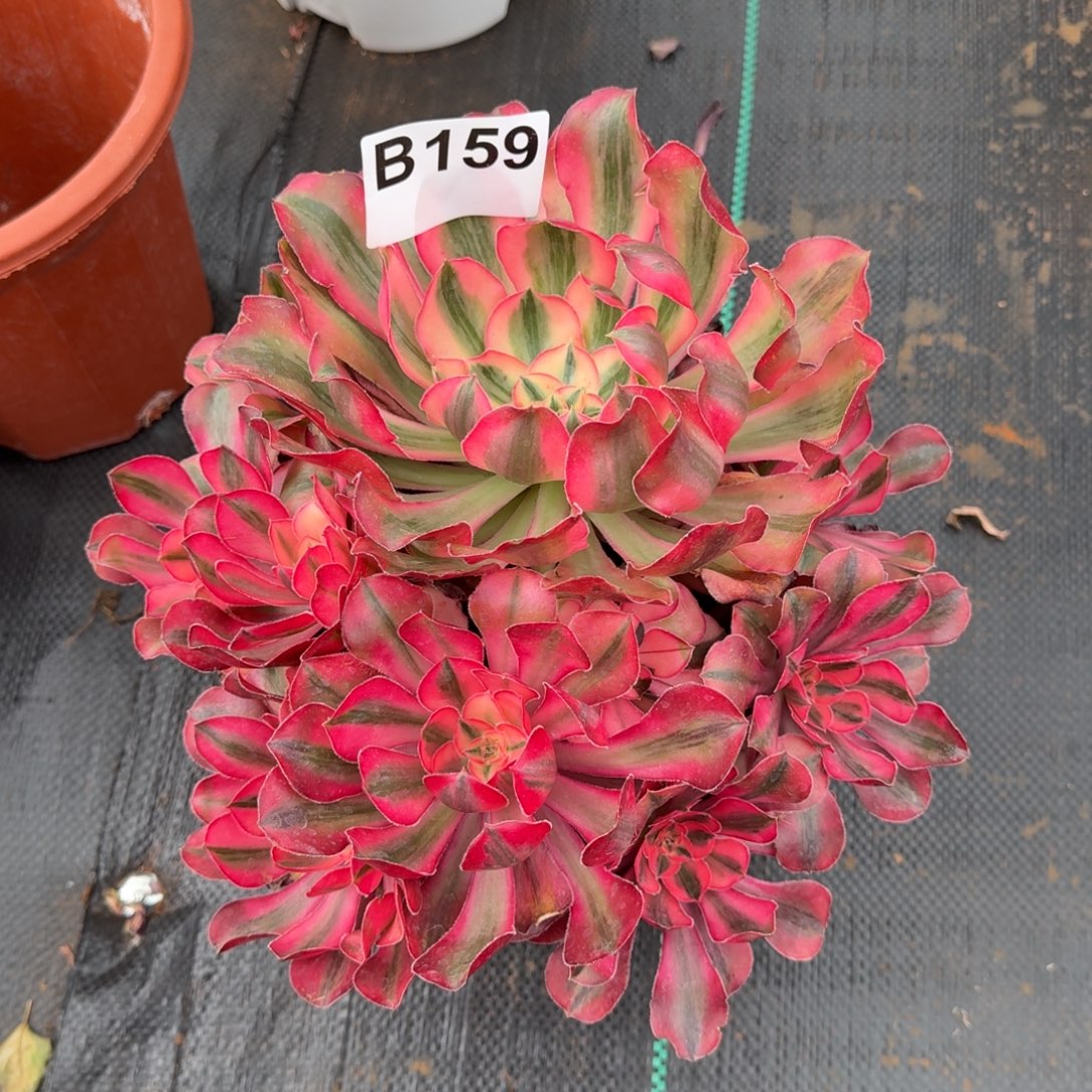 华***变159多肉植物爱丽丝锦