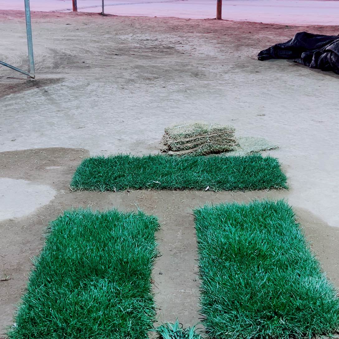 奇***幻无花朵混播果岭草包邮价格，。。。