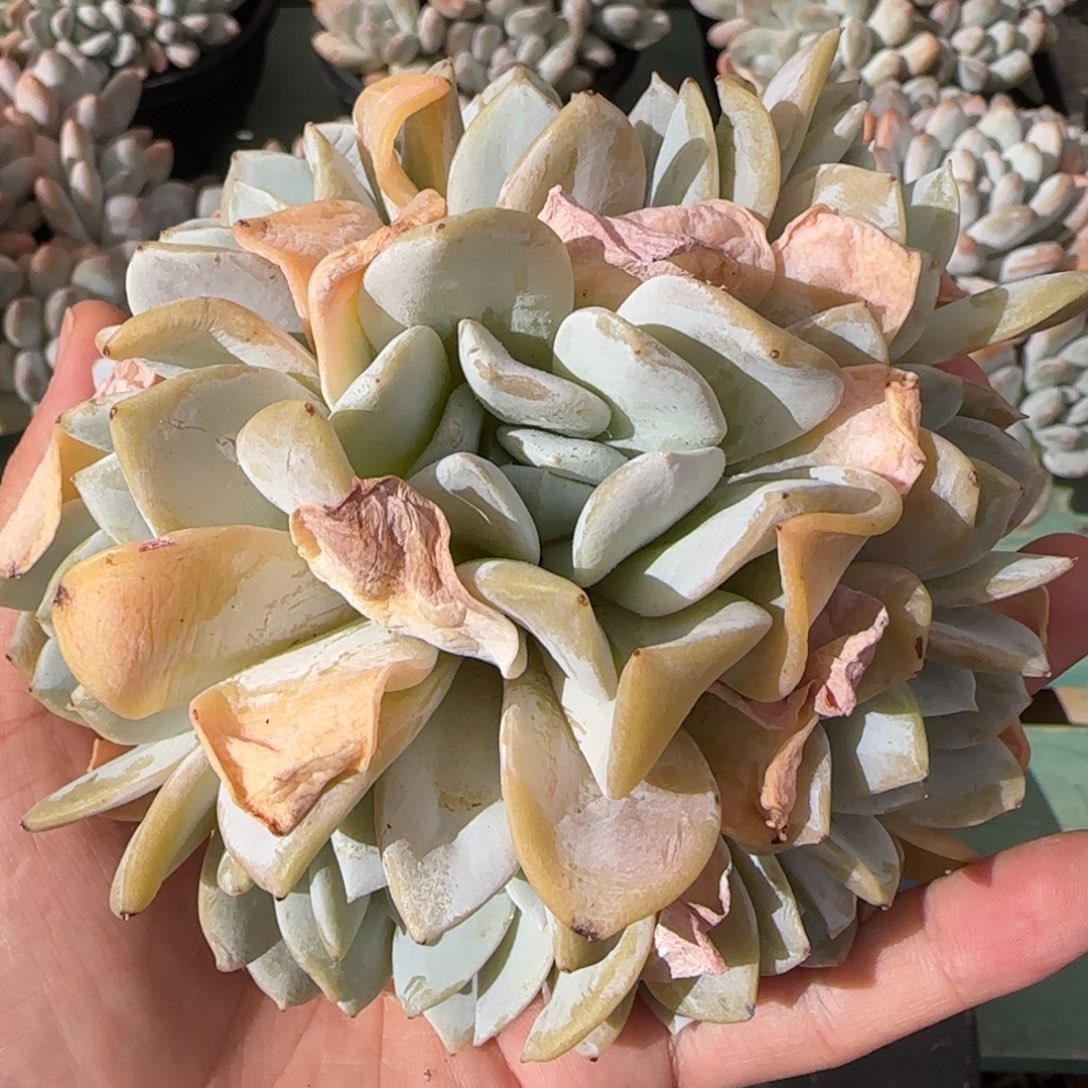 雪特9头，发货点延迟