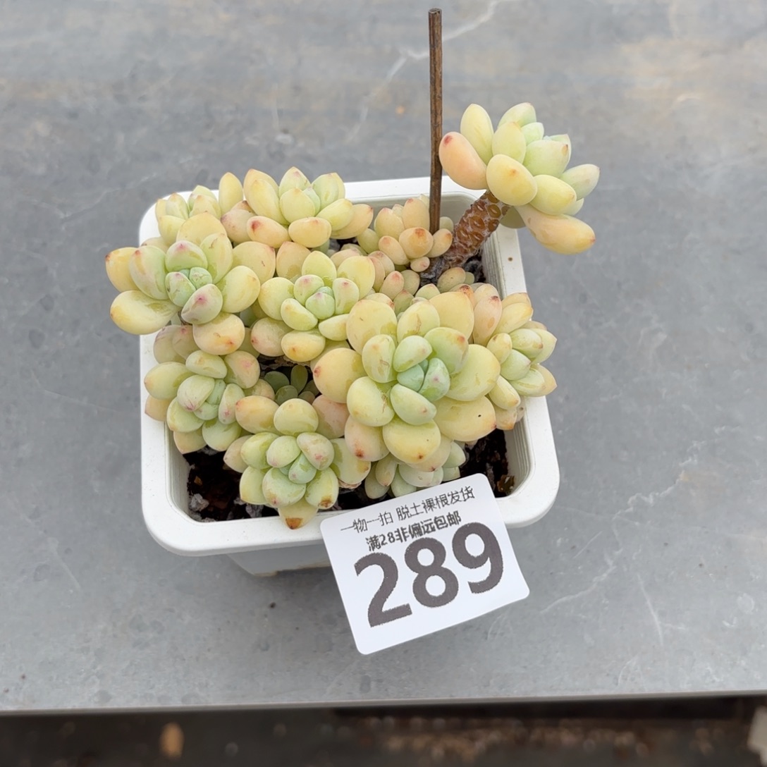 樱花罗绮老桩无盆土发货