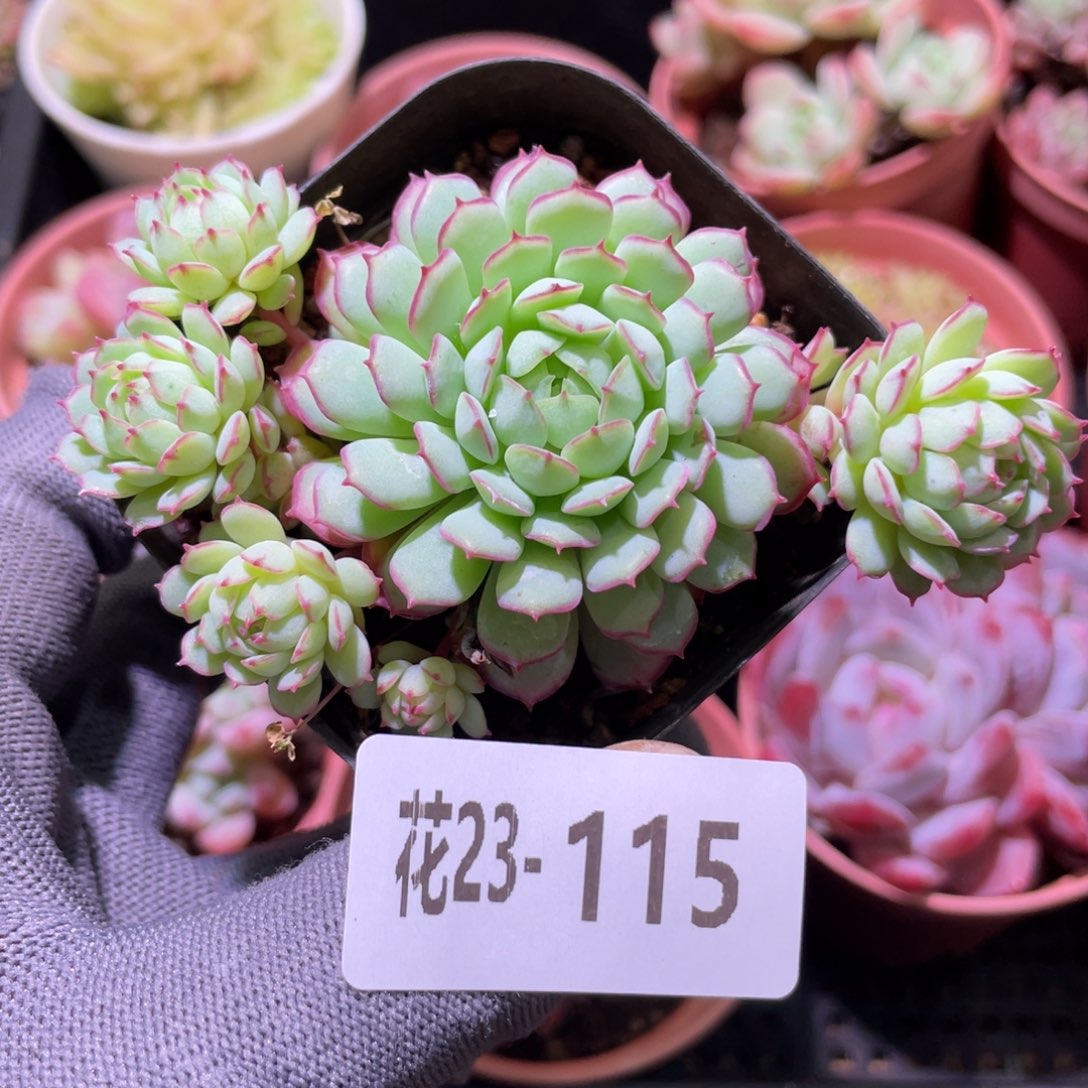 花利美23-115小红船