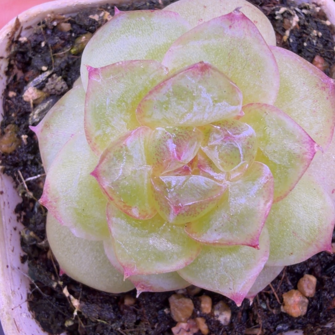 东篱下多肉植物哈哈哈36